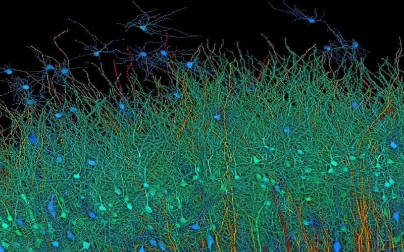 Human brain tissue scan